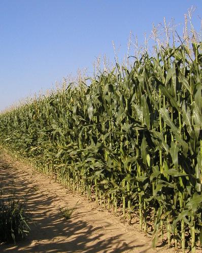 K+S Agricoltura - Divisione Nitrogen, concimazione in copertura ottimale per il mais